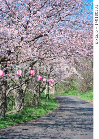 【満水池】の桜 (香川県三豊市高瀬町) 【満水池】の桜 (香川県三豊市高瀬町) 140180331