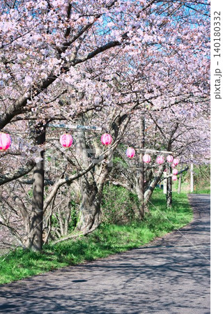 【満水池】の桜 (香川県三豊市高瀬町) 【満水池】の桜 (香川県三豊市高瀬町) 140180332