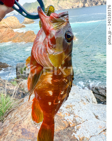 ワームの仕掛けで磯で釣り上げたアカハタ ワームの仕掛けで磯で釣り上げたアカハタ 140180376