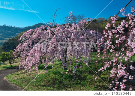【宗吉かわら】のしだれ桜 (香川県三豊市三野町) 140180445