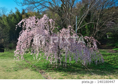 【宗吉かわら】のしだれ桜 (香川県三豊市三野町) 【宗吉かわら】のしだれ桜 (香川県三豊市三野町) 140180447