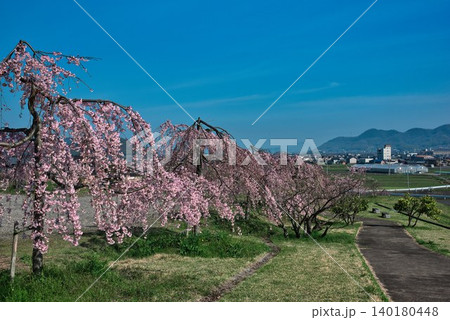 【宗吉かわら】のしだれ桜 (香川県三豊市三野町) 140180448