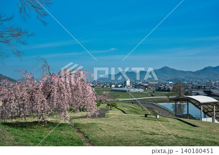 【宗吉かわら】のしだれ桜 (香川県三豊市三野町) 【宗吉かわら】のしだれ桜 (香川県三豊市三野町) 140180451