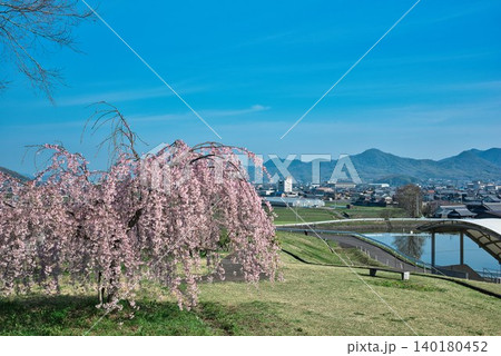 【宗吉かわら】のしだれ桜 (香川県三豊市三野町) 【宗吉かわら】のしだれ桜 (香川県三豊市三野町) 140180452