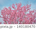 三豊市の河津桜 140180470