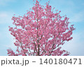 三豊市の河津桜 140180471