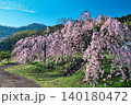 【宗吉かわら】のしだれ桜 (香川県三豊市三野町) 140180472