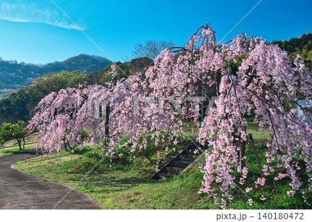 【宗吉かわら】のしだれ桜 (香川県三豊市三野町) 140180472