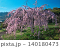 【宗吉かわら】のしだれ桜 (香川県三豊市三野町) 140180473