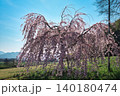 【宗吉かわら】のしだれ桜 (香川県三豊市三野町) 140180474