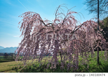 【宗吉かわら】のしだれ桜 (香川県三豊市三野町) 140180474