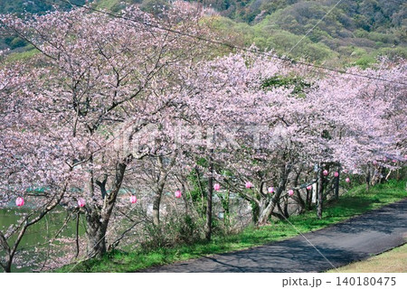 【満水池】の桜 (香川県三豊市高瀬町) 140180475