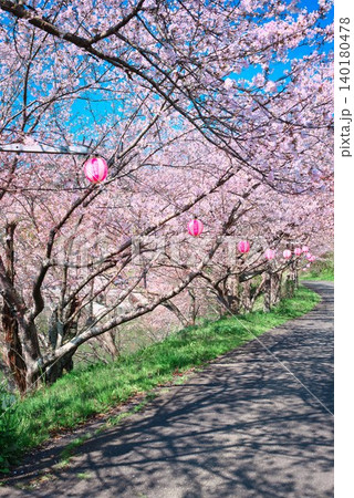 【満水池】の桜 (香川県三豊市高瀬町) 140180478