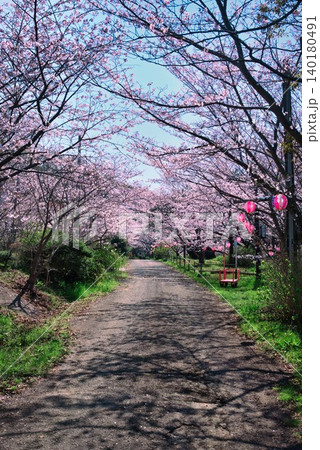 【満水池】の桜 (香川県三豊市高瀬町) 【満水池】の桜 (香川県三豊市高瀬町) 140180491