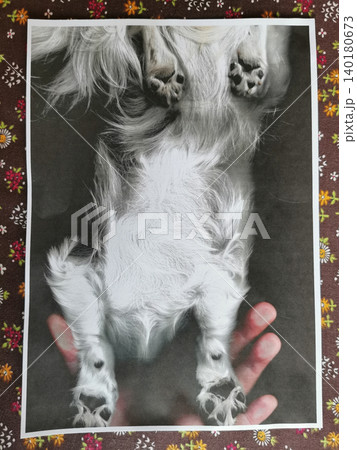 copy of small chihuahua copy of small chihuahua 140180673