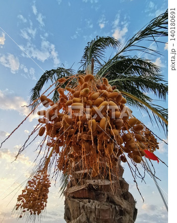 date fruits on the palm tree date fruits on the palm tree 140180691
