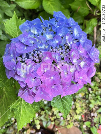グラデーションの美しい雨上がりの紫陽花の花 グラデーションの美しい雨上がりの紫陽花の花 140180732