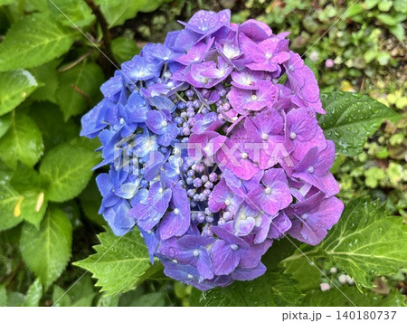 グラデーションの美しい雨上がりの紫陽花の花 グラデーションの美しい雨上がりの紫陽花の花 140180737