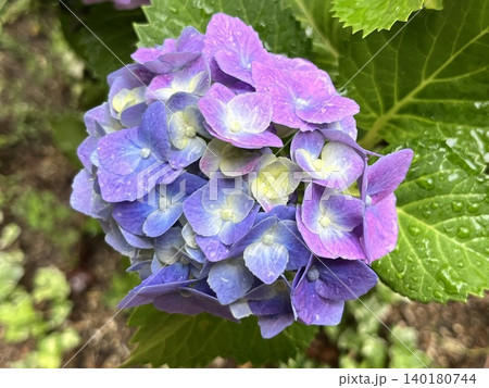 グラデーションの美しい雨上がりの紫陽花の花 グラデーションの美しい雨上がりの紫陽花の花 140180744