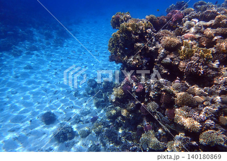 nice coral reef in the Egypt, Safaga 140180869