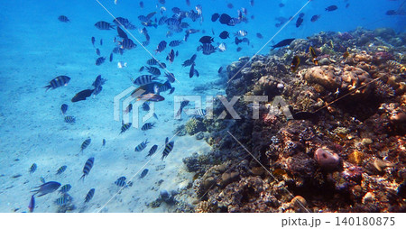 nice coral reef in the Egypt, Safaga nice coral reef in the Egypt, Safaga 140180875