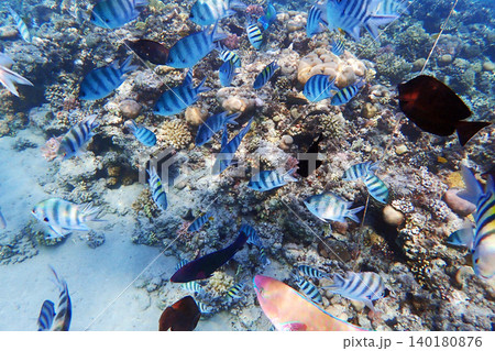 nice coral reef in the Egypt, Safaga 140180876