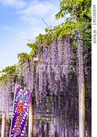 藤まつりののぼり旗が立つ曼陀羅寺公園 藤まつりののぼり旗が立つ曼陀羅寺公園 140180894