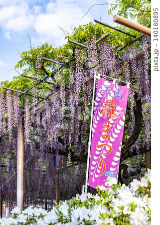 藤まつりののぼり旗が立つ曼陀羅寺公園 藤まつりののぼり旗が立つ曼陀羅寺公園 140180895