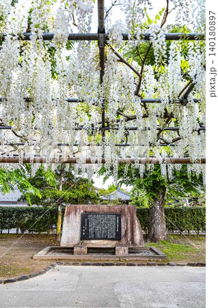 満開の藤棚の下に置かれた曼陀羅寺公園の由来説明石板 140180897