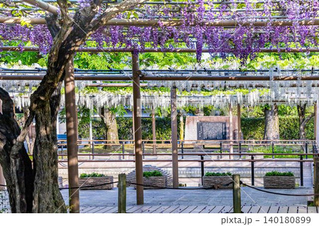 紫と白の藤棚を見る曼陀羅寺公園風景 紫と白の藤棚を見る曼陀羅寺公園風景 140180899