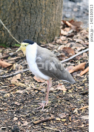 masked lapwing bird masked lapwing bird 140180913