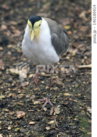 masked lapwing bird 140180914
