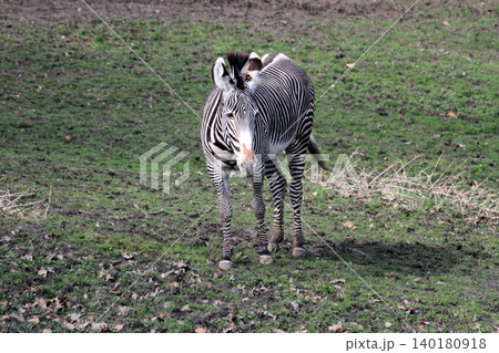 zebra on the green grass zebra on the green grass 140180918