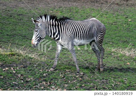 zebra on the green grass zebra on the green grass 140180919