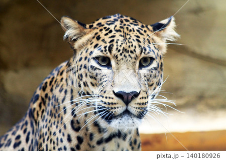 Sri Lankan leopar - Panthera pardus kotiya Sri Lankan leopar - Panthera pardus kotiya 140180926