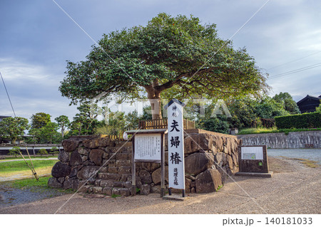 島根 八重垣神社 連理玉椿 140181033