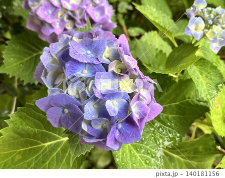雨の中に咲く鮮やかな紫陽花の花々 雨の中に咲く鮮やかな紫陽花の花々 140181156