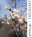 桜のある風景 140181443