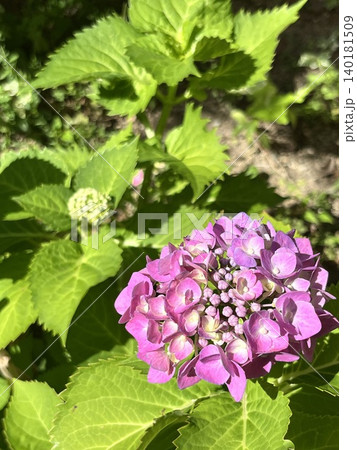 木漏れ日の元に咲く鮮やかな紫陽花 木漏れ日の元に咲く鮮やかな紫陽花 140181509