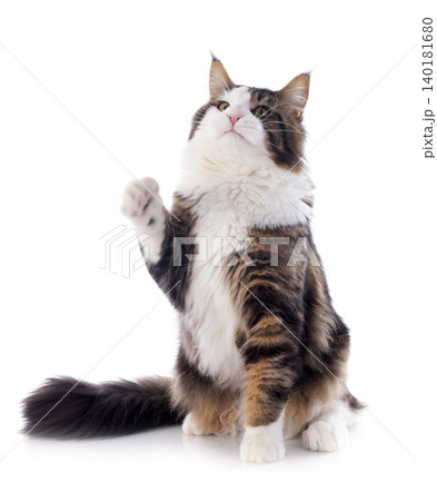 maine coon cat 140181680