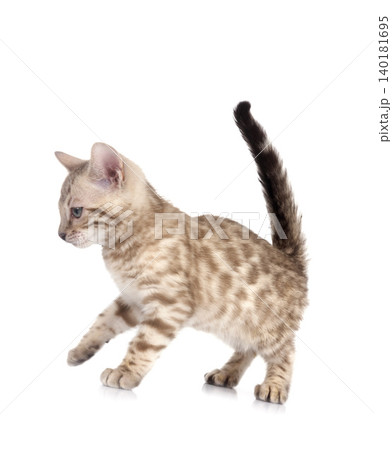 bengal kitten in studio 140181695