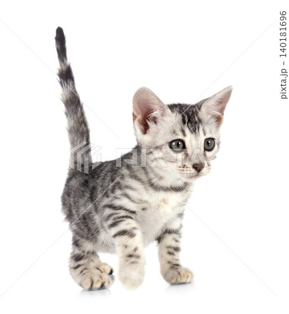 bengal kitten in studio bengal kitten in studio 140181696