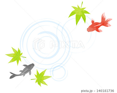 水紋の広がる水面を泳ぐ赤と黒の金魚に、青紅葉を添えた夏向けの和風背景イラスト 140181736