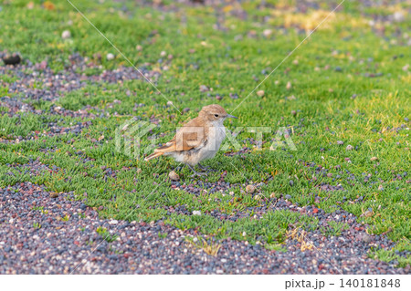 Peaceful small brown sparrow foraging on patch of green grass 140181848
