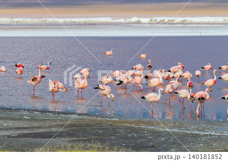 Serene pink flamingo flock wading in Laguna Colorada Bolivia Serene pink flamingo flock wading in Laguna Colorada Bolivia 140181852