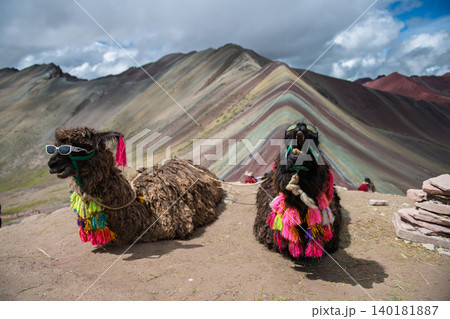 Cheerful alpaca with bright decoration resting near colorful mountain vinicunca Cheerful alpaca with bright decoration resting near colorful mountain vinicunca 140181887