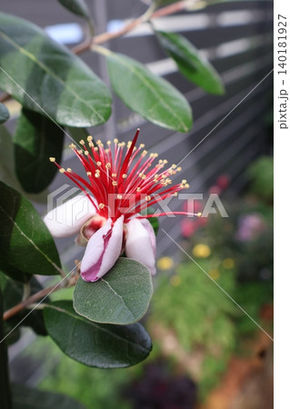 ユニークな姿で咲くフェイジョアの花 ユニークな姿で咲くフェイジョアの花 140181927