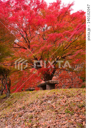 丹沢湖の紅葉 丹沢湖の紅葉 140182047