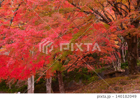 丹沢湖の紅葉 丹沢湖の紅葉 140182049