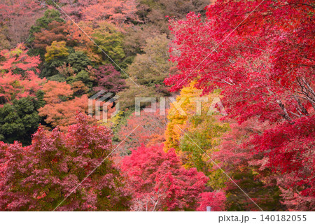 丹沢湖の紅葉 丹沢湖の紅葉 140182055